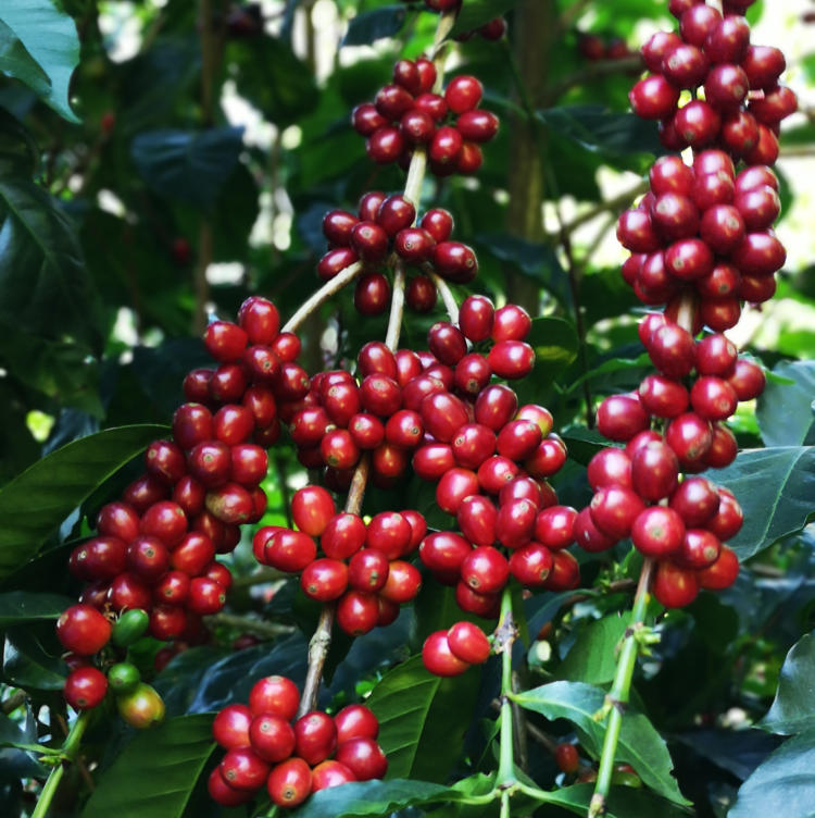 ripe coffee cherries at Janson Coffee Farm