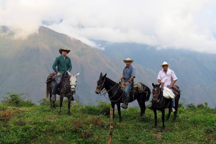 Horses are used to transport harvested coffee